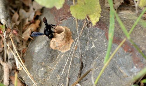 Megachile parietina